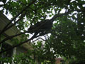 aggie tree adventure 5.JPG